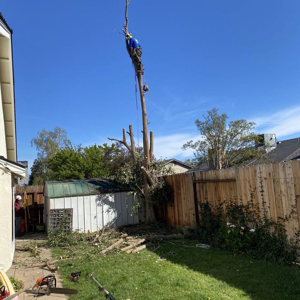 JP Tree Service - Tree Services Near Me JP Tree Service - Tree Services Near Me