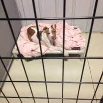 Wag N Train - Pet Sitting Near Me - Grand Forks, North Dakota