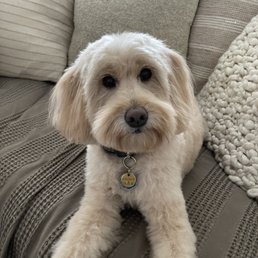 Freshly groomed
