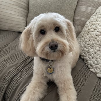 Bark Avenue Grooming - Freshly groomed - Pet Groomers Near Me - New York, New York