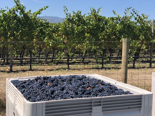 Tarrawarra Estate by null