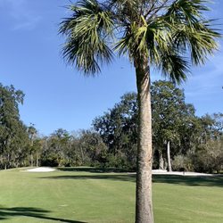 Riviera Country Club - Newly planed tree in the fairway