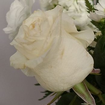 Omel Flowers and Creations - Wilted and browning - Florists Near Me - Hialeah, Florida Omel Flowers and Creations - Wilted and browning - Florists Near Me - Hialeah, Florida
