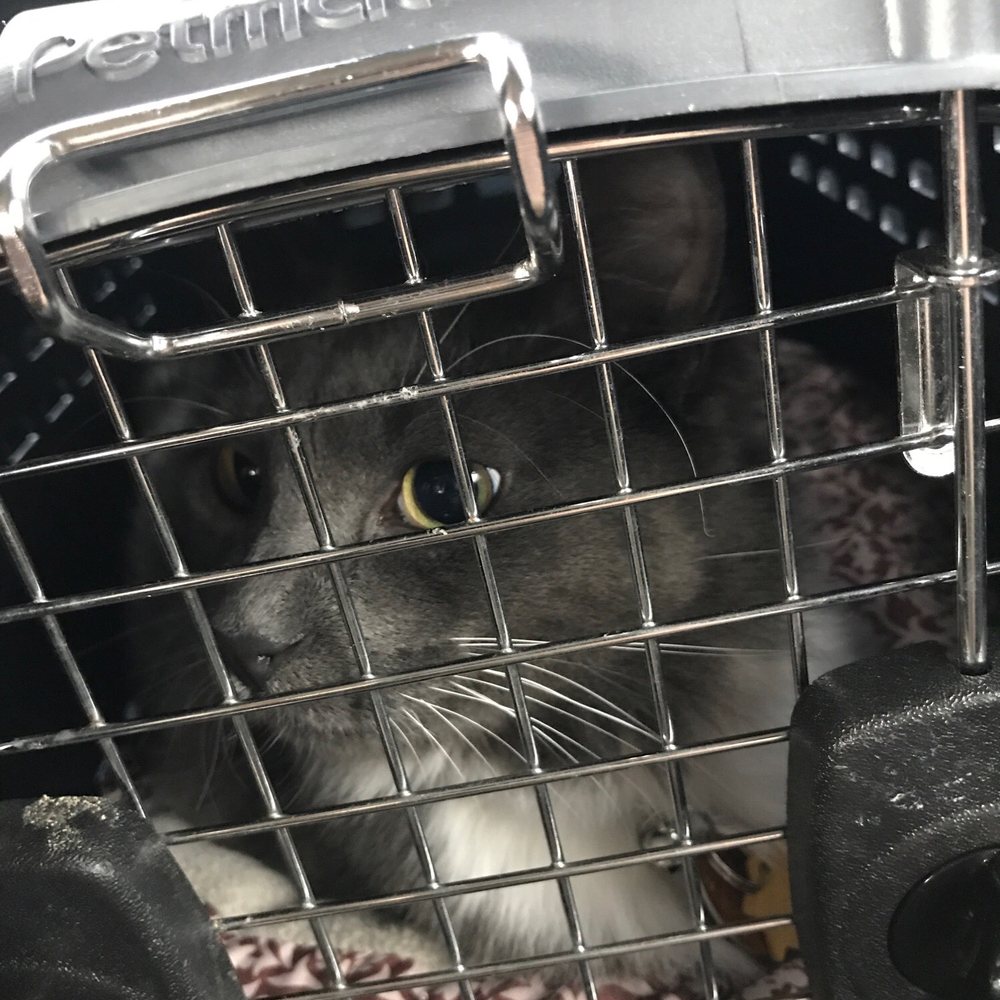 PetSmart - Oliver after getting his nails did! - Pet Training Near Me - Orlando, Florida PetSmart - Oliver after getting his nails did! - Pet Training Near Me - Orlando, Florida