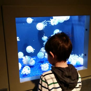 Seattle Aquarium - Aquariums Near Me - Seattle, Washington Seattle Aquarium - Aquariums Near Me - Seattle, Washington