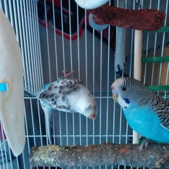 Animal Kingdom - Pet Stores Near Me - Pueblo, Colorado Animal Kingdom - Pet Stores Near Me - Pueblo, Colorado
