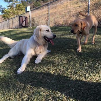Oak Canyon Dog Park - Baby Luke....always has a new friend! - Dog Parks Near Me - Oak Park, California Oak Canyon Dog Park - Baby Luke....always has a new friend! - Dog Parks Near Me - Oak Park, California