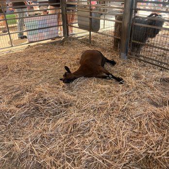 OC Fair & Event Center - Festivals Near Me - Costa Mesa, California