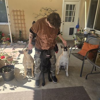 Rae's Good Dogs - My dog Fred in the middle, she helps with my training sessions sometimes. Two client dogs on the sides. - Pet Training Near Me - Vallejo, California