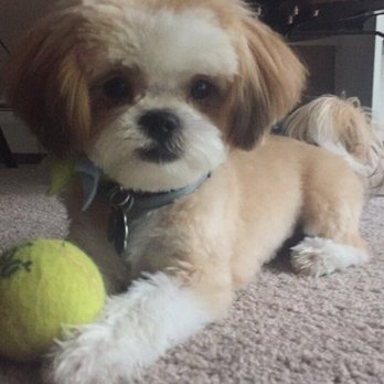 A Dog's Best Friend - Pet Services Near Me - Cranston, Rhode Island