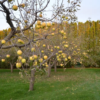 Fuggiti Segio Apple Orchard - an orchard of apples - Farmers Market Near Me - Waterloo, Iowa