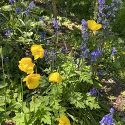Welsh Mountain Zoo - Flowers
