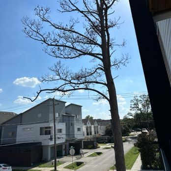 SLP Tree Service - Original Tree - Tree Services Near Me