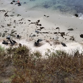 La Jolla Cove - Parks Near Me - La Jolla, California