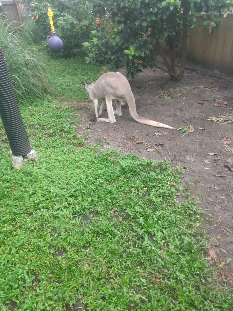 Kim's Kittens & Canines - pet boarding facility in Jacksonville, FL