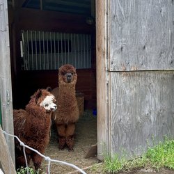 Firwood Farm Alpacas - Mama and baby