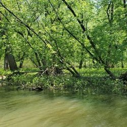 Reed's Canoe Trips