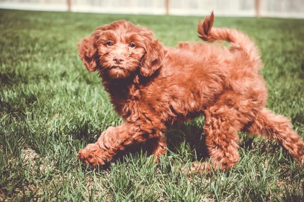 Happytail Puppies 102 Photos 48 Reviews Pet Adoption 2911 Oak Ridge Rd Oak Ridge Nc United States Phone Number