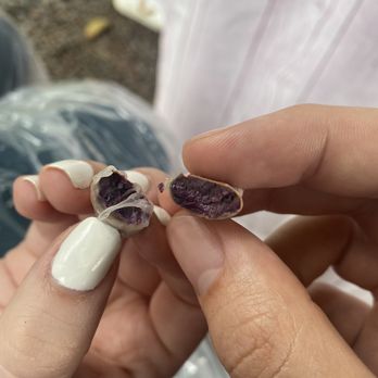 21 Degrees Estate - 100% Cacao seed tasting by Michael and Maria - Tours Near Me - Kaneohe, Hawaii 21 Degrees Estate - 100% Cacao seed tasting by Michael and Maria - Tours Near Me - Kaneohe, Hawaii