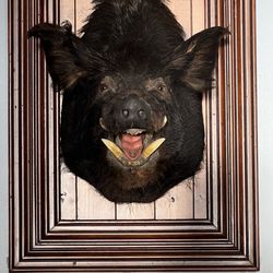 Wall mounted Boars head