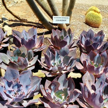 Oasis Water Efficient Gardens - Nurseries & Gardening Near Me - Escondido, California