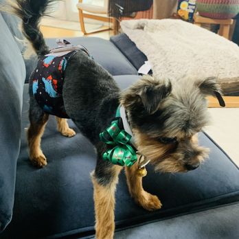 Bark Avenue Pet Salon - Pet Services Near Me - Clearlake, California Bark Avenue Pet Salon - Pet Services Near Me - Clearlake, California