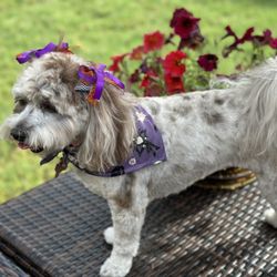 PetSmart Dog Training - Pebbles after her Oct appt with Kirstyn.
