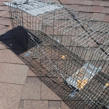 Michigan's Bat Expert - Setting up to trap and relocate a raccoon living in the attic. - Wildlife Control Near Me - Waterford, Michigan