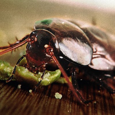 Cockroaches - Family owned business with many years of experience,providing excellent and top class service. Cockroaches - Family owned business with many years of experience,providing excellent and top class service.