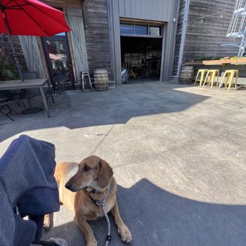 Southern Barrel Brewing - Pablo just chilling - American Near Me - Bluffton, South Carolina
