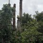 Photo of L&P Tree Service