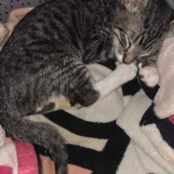 Sutter County Animal Control & Shelter