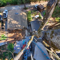 Tiny Town Timber & Tree Service