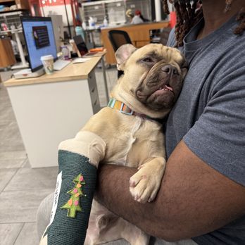 VEG ER for Pets - They even gave him a Christmassy adornment for his splint! - Emergency Pet Hospital Near Me - White Plains, New York VEG ER for Pets - They even gave him a Christmassy adornment for his splint! - Emergency Pet Hospital Near Me - White Plains, New York