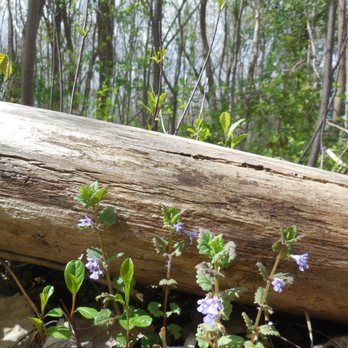 Hipp Brook Preserve - Photo by Gloria Weyerts - Parks Near Me - Penfield, New York