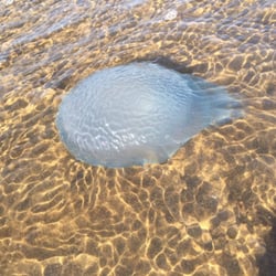 Nudgee Beach Recreational Reserve
