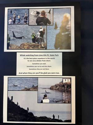 The Whale Museum by null