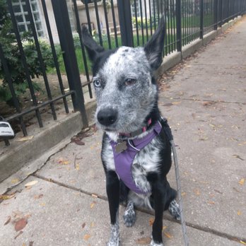 Wrigleyville Pet Care Services - Dog Walkers Near Me Wrigleyville Pet Care Services - Dog Walkers Near Me