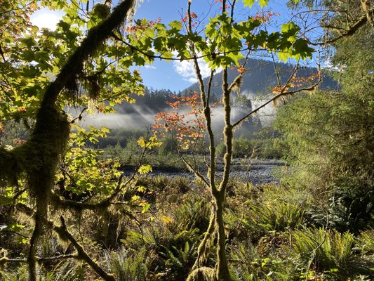 Hoh Rain Forest by null