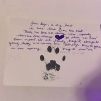 Bond Vet - Paramus - Veterinarians Near Me - Maywood, New Jersey
