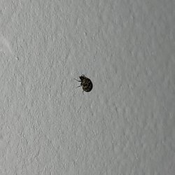 Imperial Village Apartments - Bed bug crawling on the walls