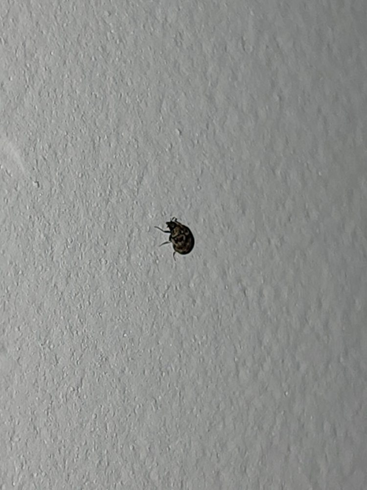 IMPERIAL VILLAGE APARTMENTS Updated September 2024 12 Reviews 465