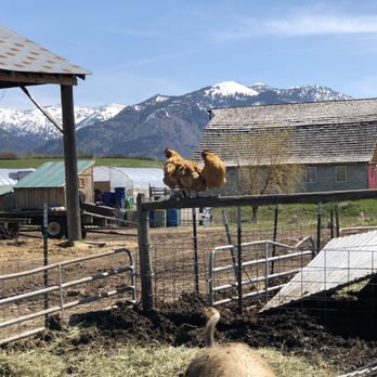 Haderlie Farms - Chickens with a view. - Herbs & Spices Near Me - Thayne, Wyoming Haderlie Farms - Chickens with a view. - Herbs & Spices Near Me - Thayne, Wyoming