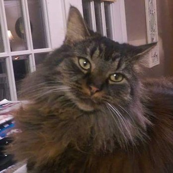 PetSmart - Reward: Lost: black/gray Maine Coon Cat. Dec.15th. Near Walmart in Forsyth, Georgia. Email: BTRN@aol.com - Pet Training Near Me - Macon, Georgia