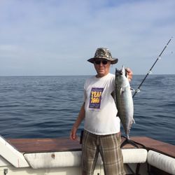 Black Diamond Sportfishing - Bonito are big and plentiful!
