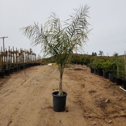 Paraiso Growers - Queen palm