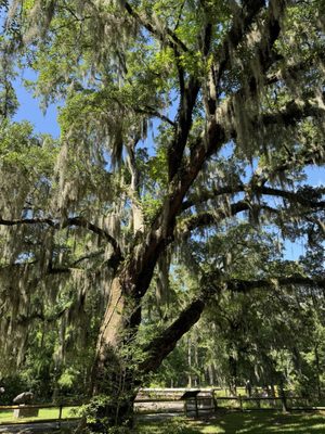 Brookgreen Gardens by null