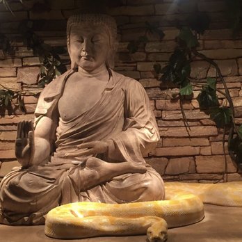 Abilene Zoo - Albino Burmese Python - Zoos Near Me - Abilene, Texas Abilene Zoo - Albino Burmese Python - Zoos Near Me - Abilene, Texas