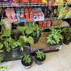 Cambodian Herbs / vegetables