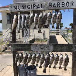 Pirates of the Bay Charters - Catching lots of fish .